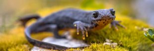 En Bretagne, on ne lésine pas pour protéger grenouilles et batraciens ! En Bretagne, on ne lésine pas pour protéger grenouilles et batraciens !