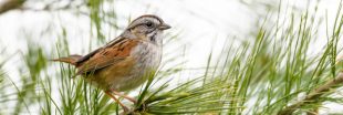 Il fait de plus en plus chaud, et les oiseaux migrateurs rétrécissent !
