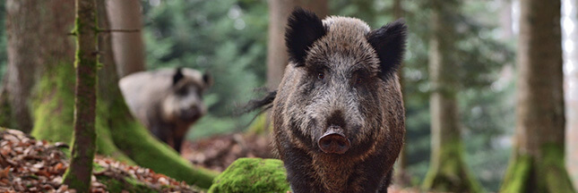 chasse au sanglier france