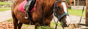 Obésité des chevaux : la faute au réchauffement climatique ?