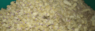 Les images choc filmées chez un producteur de foie gras médaillé d'or