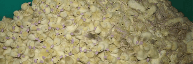 Les images choc filmées chez un producteur de foie gras médaillé d’or