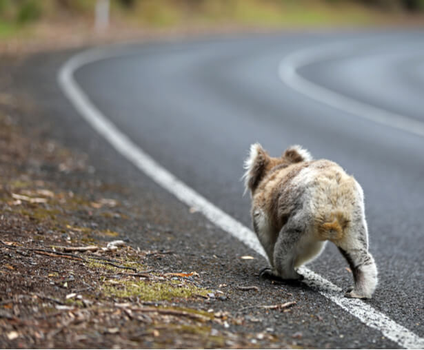 koala incendies