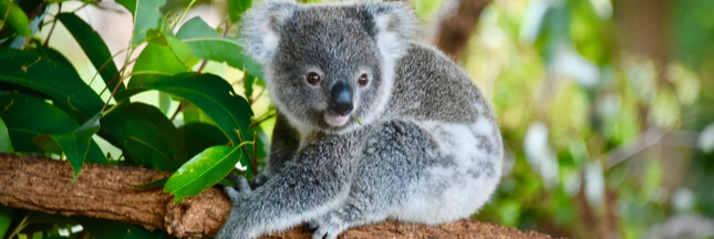 Australie : un tiers des koalas déjà morts dans les méga-incendies