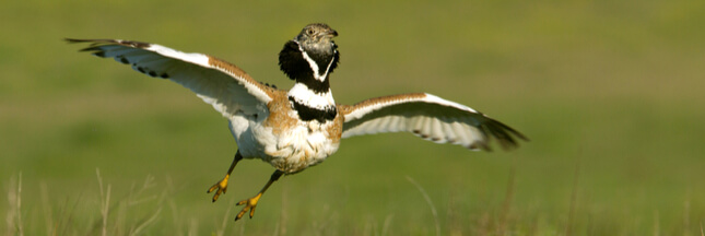 Connaissez-vous l'Outarde canepetière, cet oiseau bien de chez nous et bien menacé ?