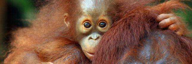 La vie d’un orang-outan vaut-elle plus que celle d’une méduse ?