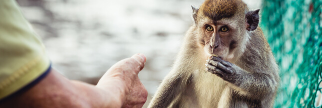 Trafic d’animaux : une cagnotte pour racheter un zoo, bonne ou mauvaise idée ?