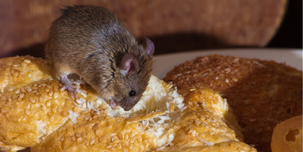 10 solutions naturelles contre les souris dans la maison.