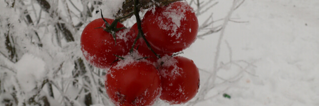 Les tomates bio françaises en hiver, c’est fini