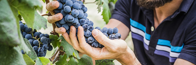 Vers des vignes françaises naturellement sans pesticides ?