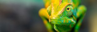 Conseils pour adopter et prendre soin d'un Caméléon