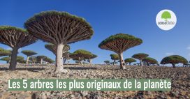 Les 5 arbres les plus originaux de la planète