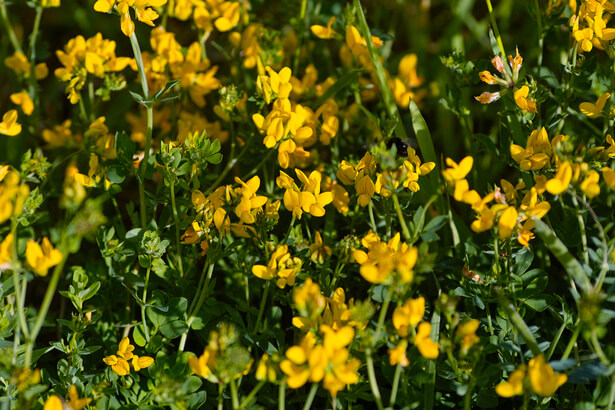 engrais vert sol argileux lotier