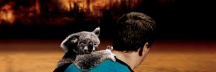 Comment aider les animaux sauvages victimes des incendies en Australie ?