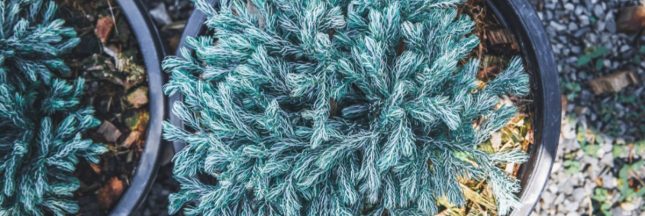 Les arbustes à feuillage persistant en hiver