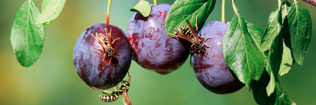 Le bio meilleur pour la santé…  grâce aux insectes !