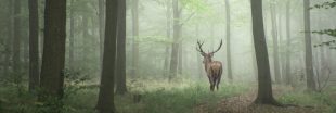Black, un célèbre cerf, abattu lors d'une chasse à courre dans l'Oise