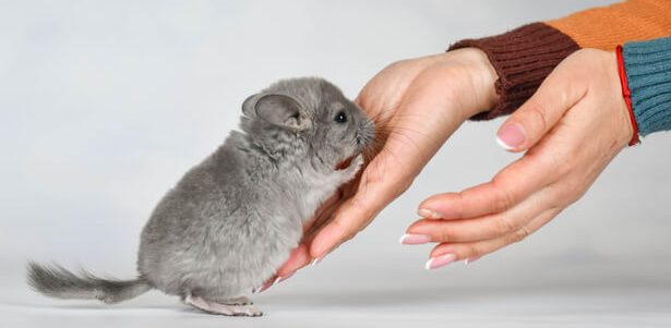 chinchilla