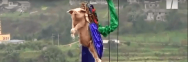 La vidéo choc d’un cochon qui saute à l’élastique en Chine