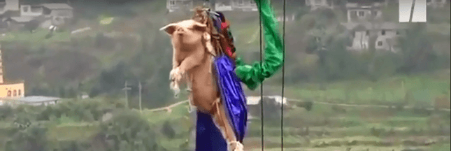 La vidéo choc d'un cochon qui saute à l'élastique en Chine