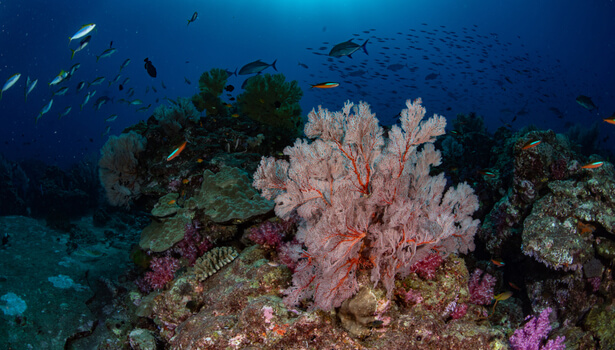 écifs coralliens en danger 