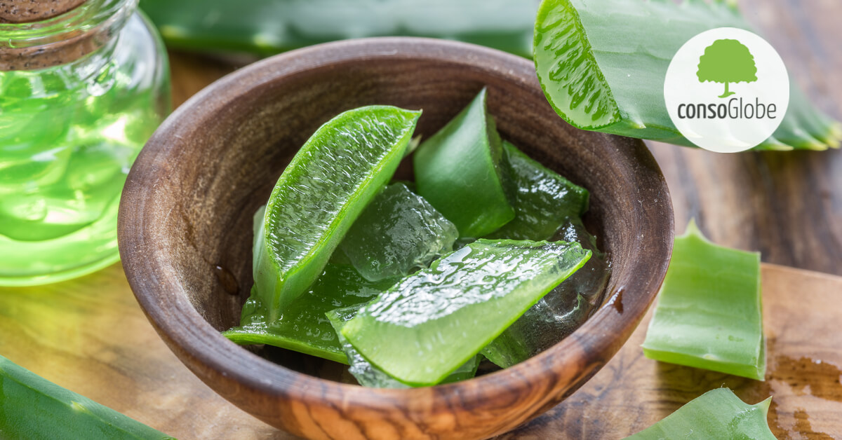 Pourquoi et comment faire une cure de jus d'aloe vera
