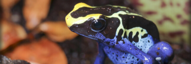 Dendrobates – Les grenouilles préférées des amateurs de terrariophilie