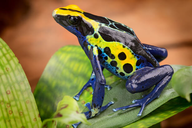 dendrobates