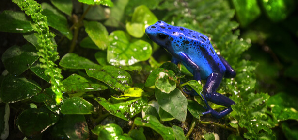 dendrobates