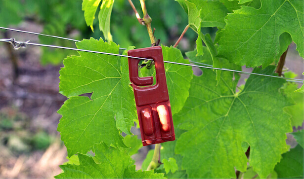 pesticides dans les vignes