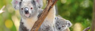 La cryogénie, ultime espoir pour sauver les koalas qui disparaissent dans les flammes ?