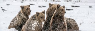 Sale temps pour l'hibernation des ours en Ukraine !