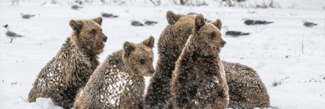 Sale temps pour l’hibernation des ours en Ukraine !