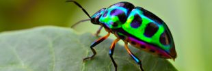 Les insectes meurent et nous devons réagir : le cri d'alarme de 70 scientifiques internationaux