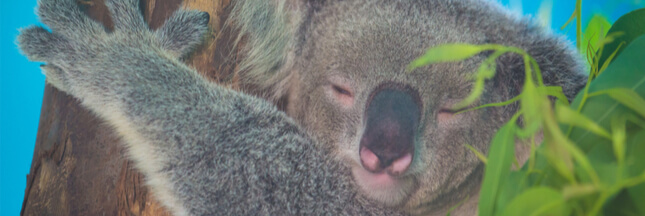 Incendies en Australie – Quand donner à boire aux koalas les tue