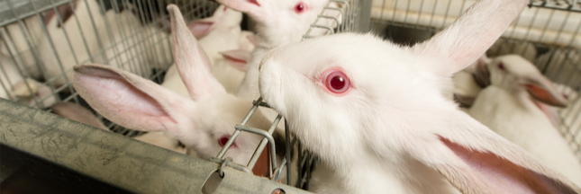 L’Autorité européenne de sécurité des aliments dénonce l’élevage de lapins en cage