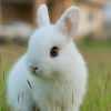 Conseils pour adopter et prendre soin d'un lapin nain