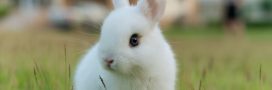 Conseils pour adopter et prendre soin d’un lapin nain