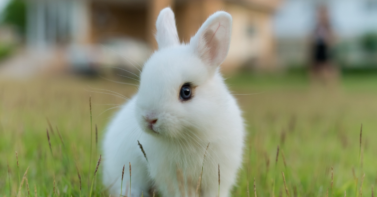 Conseils pour adopter et prendre soin d'un lapin nain Conseils pour adopter et prendre soin d'un lapin nain