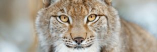 Lynx abattu dans les Vosges - Les Parcs Naturels appellent à une réaction forte !