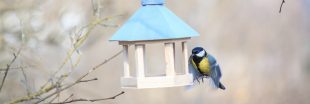 Pourquoi et comment nourrir les oiseaux en hiver ?