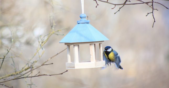 Pourquoi et comment nourrir les oiseaux en hiver ?