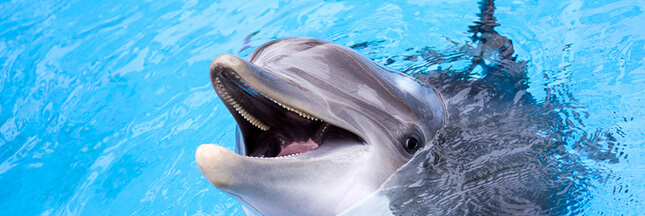 En France on mange encore des dauphins, dénonce Sea Shepherd