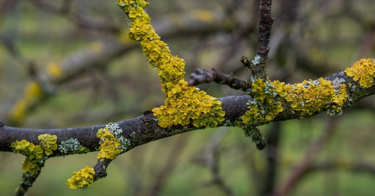 Jardinage d'hiver, nettoyez les troncs de vos arbres fruitiers