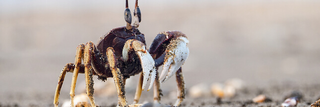 Acidification des océans : les crabes vont y laisser leur carapace