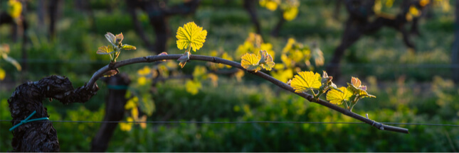 pesticides dans les vignes