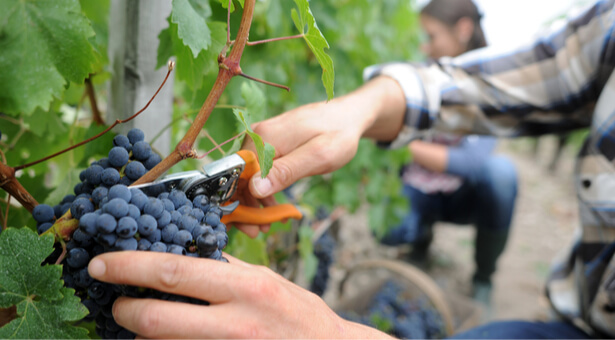 pesticides dans les vignes