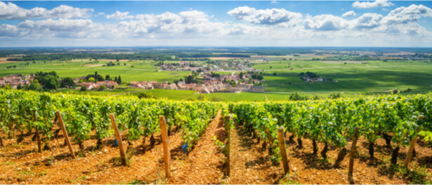 pesticides dans les vignes