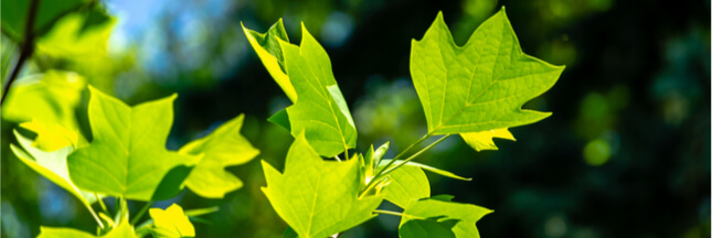 OGM – Des arbres génétiquement modifiés pour une meilleure qualité de l’air ?