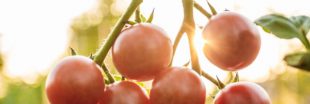 La tomate va-t-elle disparaitre de nos jardins ?